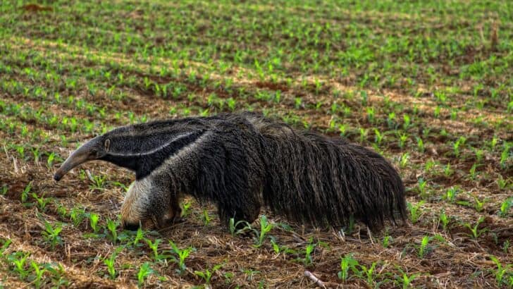 How Giant Anteaters Battle Jaguars