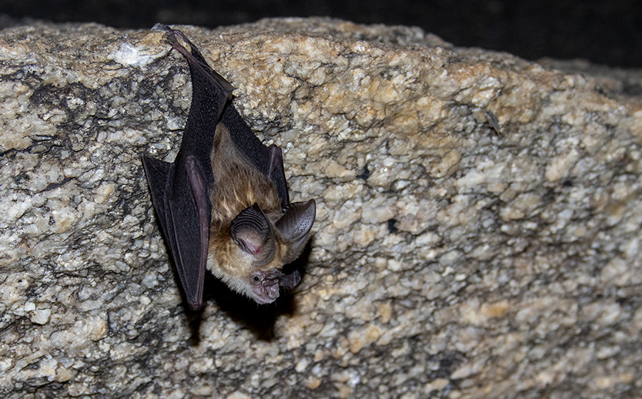 Leaf-Nosed Bat