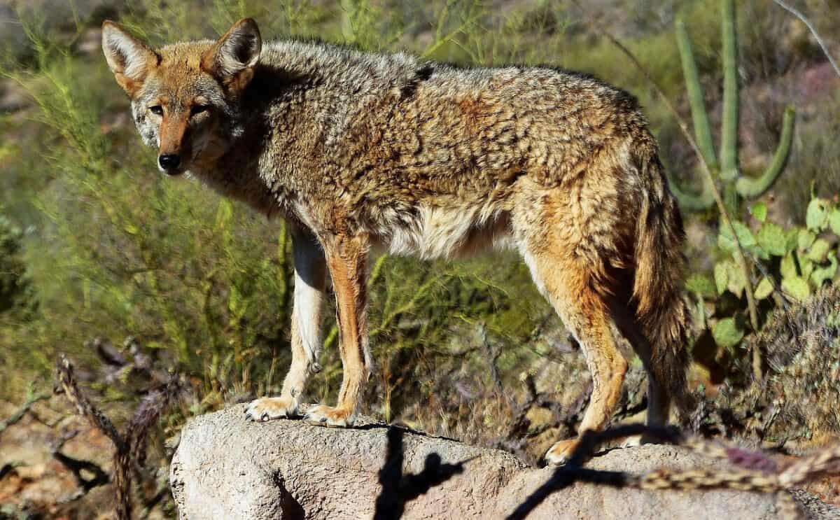 coyote, animal, nature, savage, predator, carnivorous, dangerous, fur, coyote, coyote, coyote, coyote, coyote
