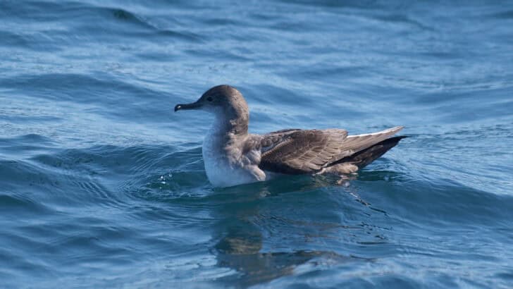 What the World’s Most Endangered Bird Needs to Survive