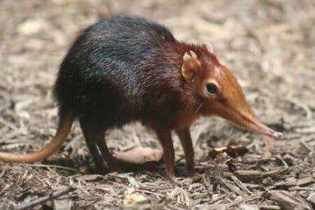 Could This Tiny Mammal Be the Oldest on Earth?