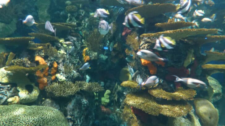 Could Artificial Coral Reefs Save Marine Biodiversity?