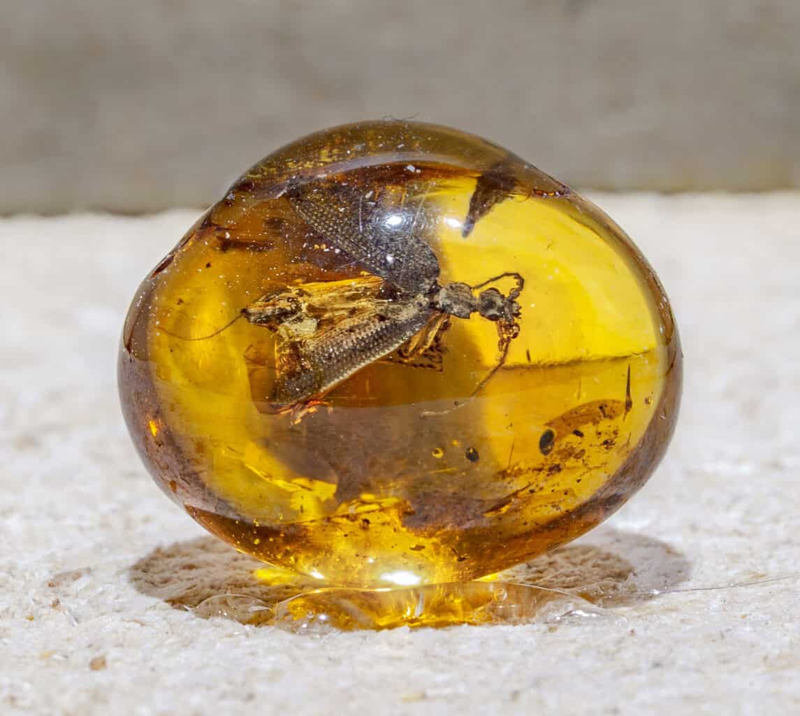 Burmese amber