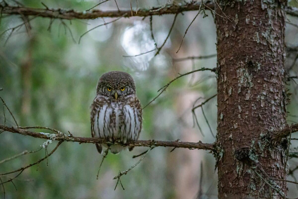Close-up of Eurasian pygmy owl (Glaucidium passerinum) perched on tree branch in woodland.