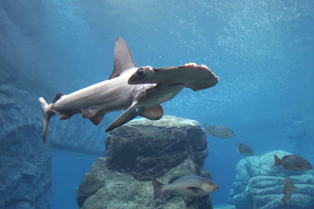 hammerhead shark