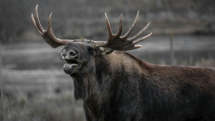 You’re More Likely to Spot a Moose Than a Deer in This State