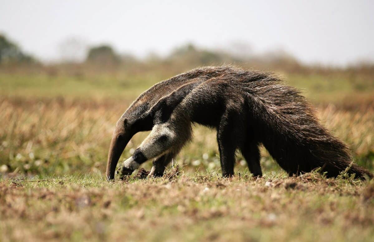 anteater, mammal, venezuela, fauna, nature, zoology, savage, vermilingua, former, anteater, anteater, anteater, anteater, anteater