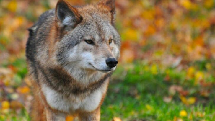 The Wild Wolves That Adopted a Strange New Hunting Technique