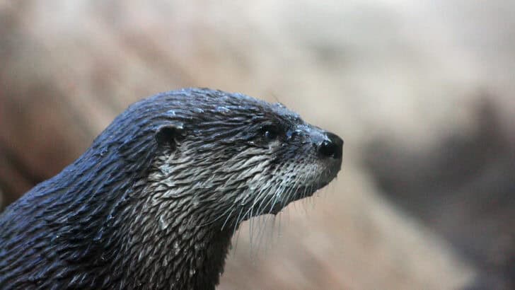 River Otters vs. Sea Otters: What’s the Difference?
