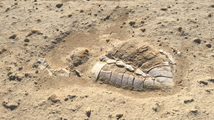 Ancient Sea Turtle Fossil Discovered in Montana