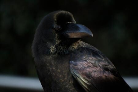 Why Crows May Be the Most Intelligent Birds on Earth