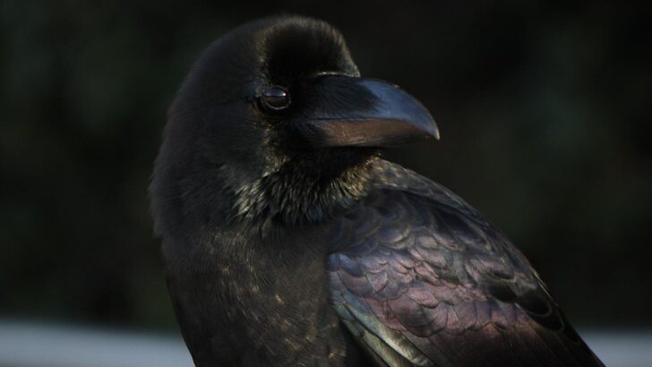Why Crows May Be the Most Intelligent Birds on Earth