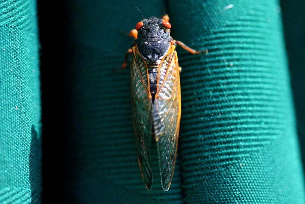 Cicada