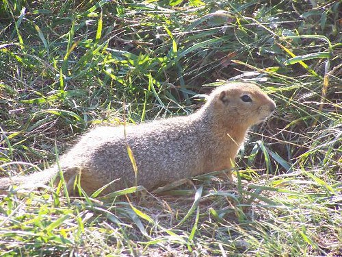 Arctic ground squirrel.