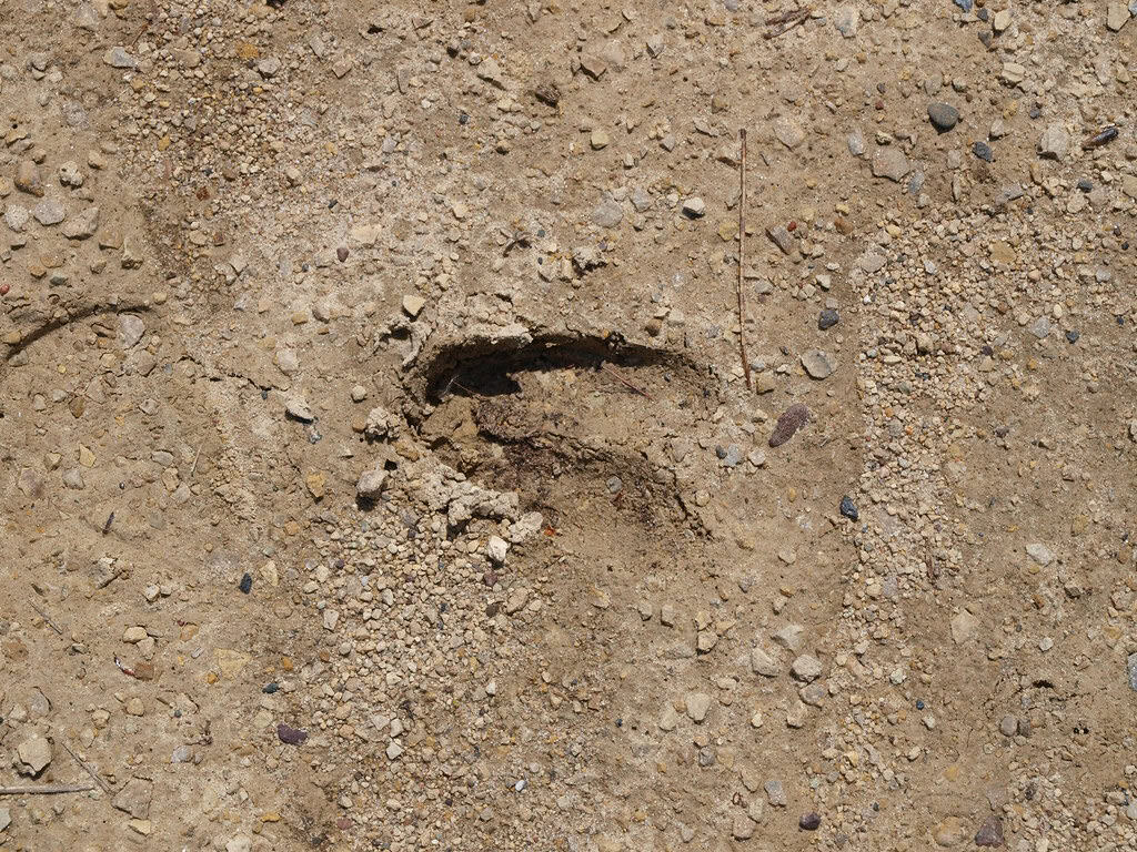 Animal tracks