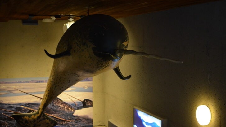 The Whale With a Spiral Tooth