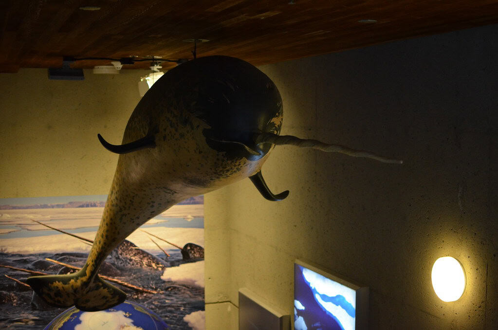narwhal