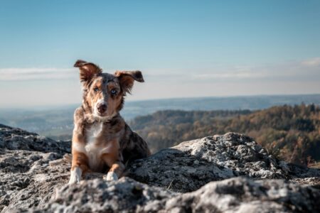 12 Dog Breeds That Hate Being Alone