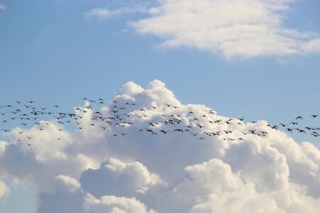 The World’s Longest Bird Migrations — Mind-Blowing Journeys