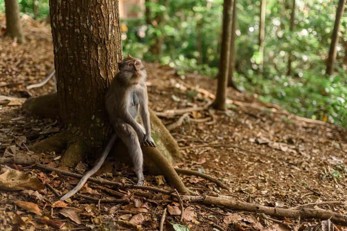 monkey, tree, park, indonesia, bali, reserve, wild, sitting, forest, leaves, nature, animal