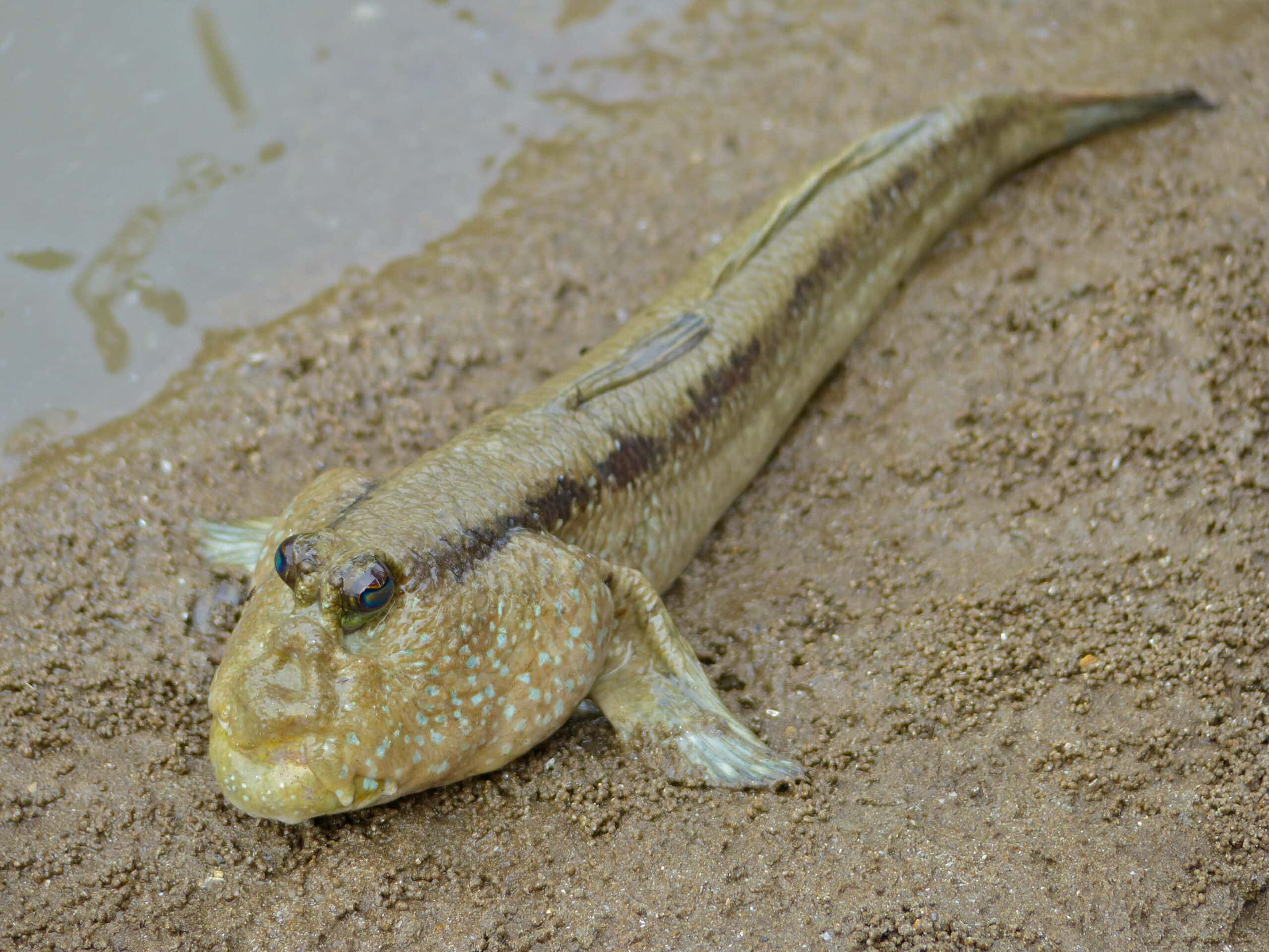 Mudskipper