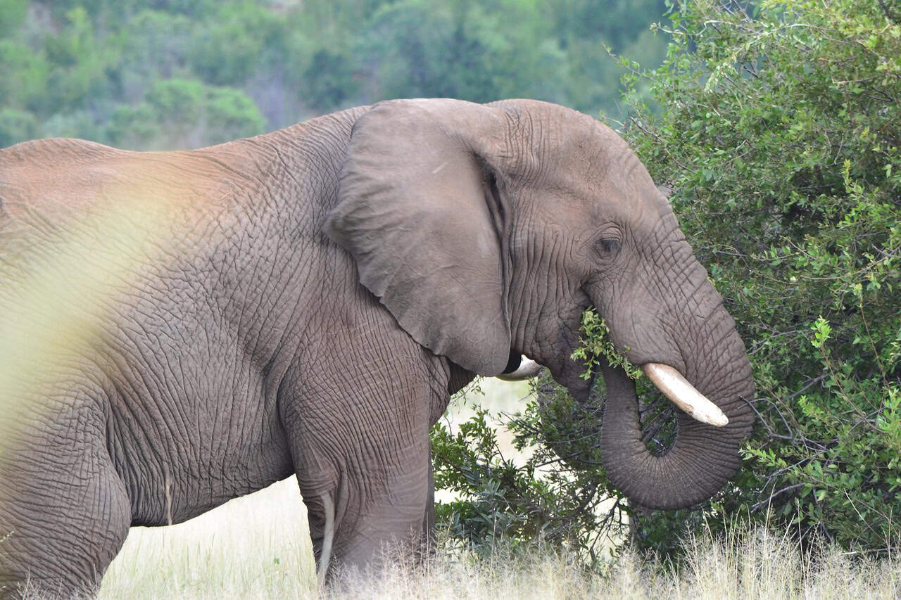 elephant, eating, nature, wildlife, herbivore
