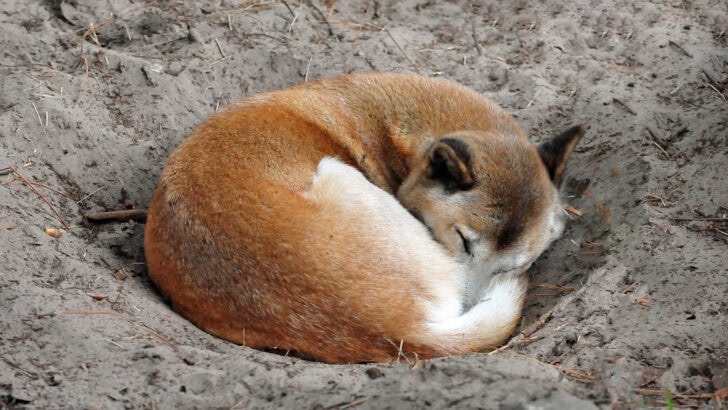 Why Dogs Spin in Circles Before Lying Down