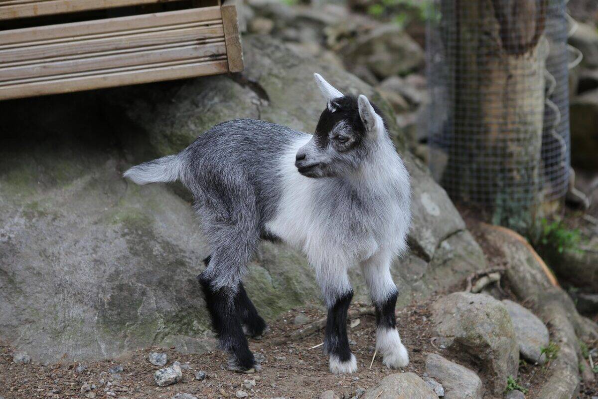 goat, kid, mammalian, domestic animal