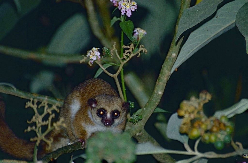 Fat-Tailed Dwarf Lemur