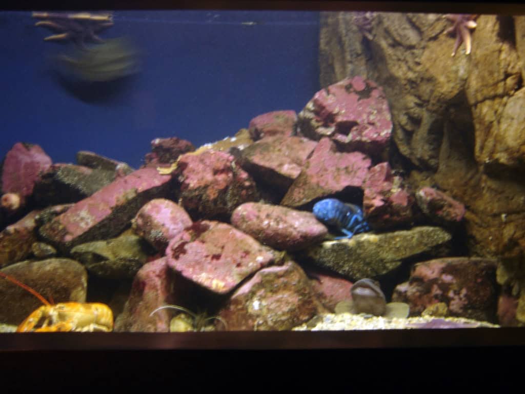 Blue lobster