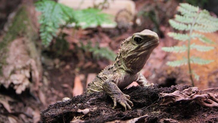 11 Incredible Animals Found Only in the Pacific Islands