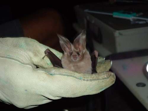 Leaf-Nosed Bat
