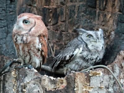 Why You Shouldn&rsquo;t Use Flash When Photographing Owls