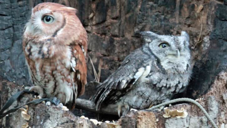 Why You Shouldn’t Use Flash When Photographing Owls
