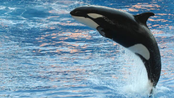 Scientists Uncover How Orcas Coordinate Attacks