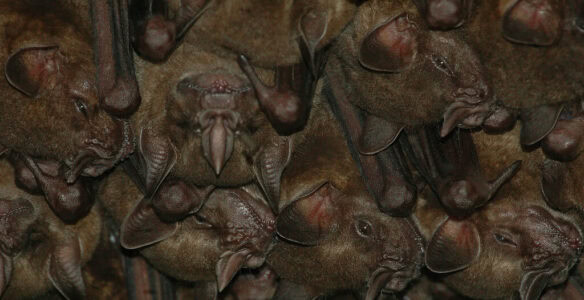 Bats as Harbingers of Luck—and Doom—in Global Folklore