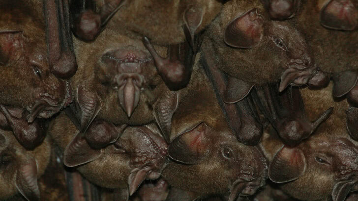 Bats as Harbingers of Luck—and Doom—in Global Folklore