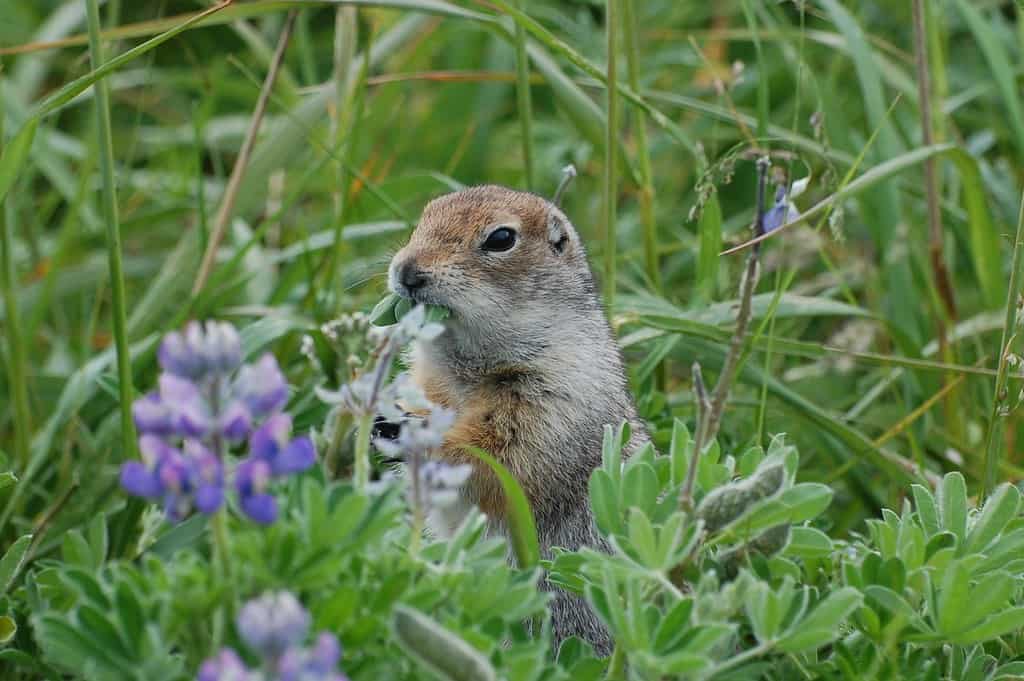 Arctic ground squirrel