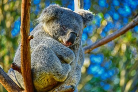 Do Animals Dream? What Research Reveals
