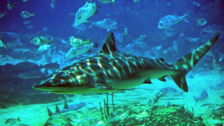 Why Sharks Are Critical for Coral Reef Survival