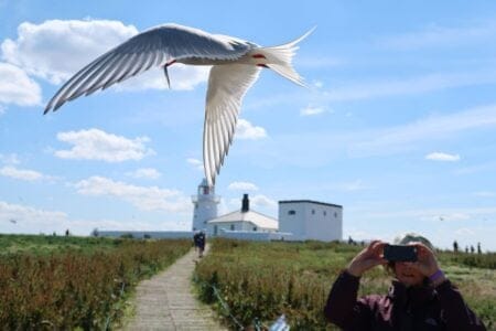 10 Stunning Migratory Birds You Should Watch for This Season