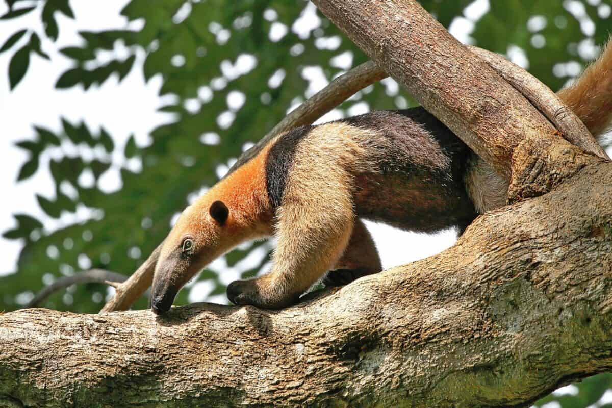 anteater, animal, nature, tropics, rainforest, wildlife, dragon, reptile, jungle, costa rica