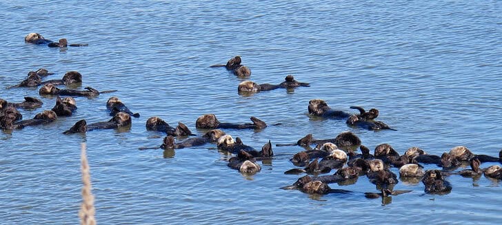 The Furriest Animal on Earth Has Nearly a Million Hairs per Inch
