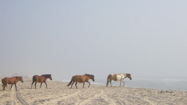 What Happens If Wild Horses Are Removed From U.S. Deserts?