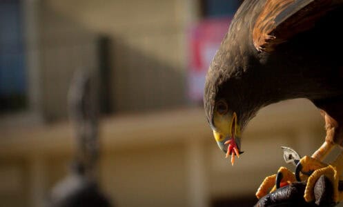 What Makes Raptors the Apex Predators of the Sky