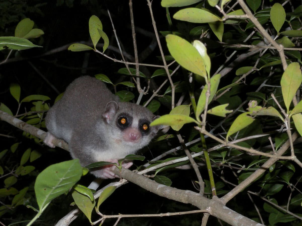 Fat-Tailed Dwarf Lemur