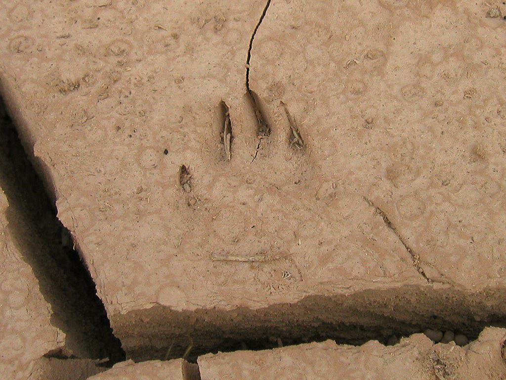 Animal tracks