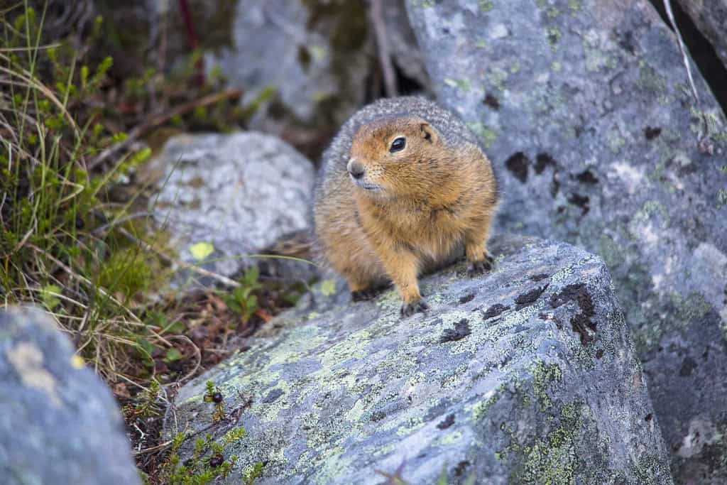 Arctic ground squirrel