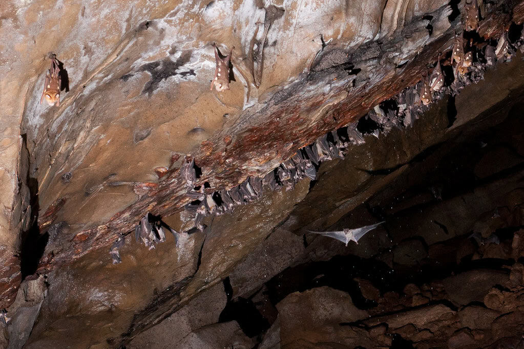Bat cave.