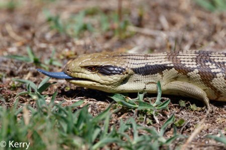 The Reptile With a Blue Tongue